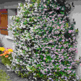 Звезден жасмин Pink Air, катерливо ароматно растение с розови цветове, вечнозелено, студоустойчиво, бързорастящо