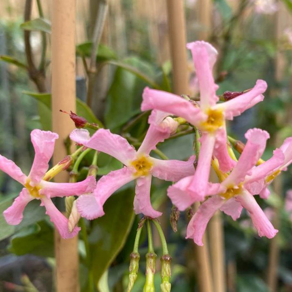 Iasomie Pink Air, planta cataratoare parfumata cu flori roz si frunzis vesnic verde