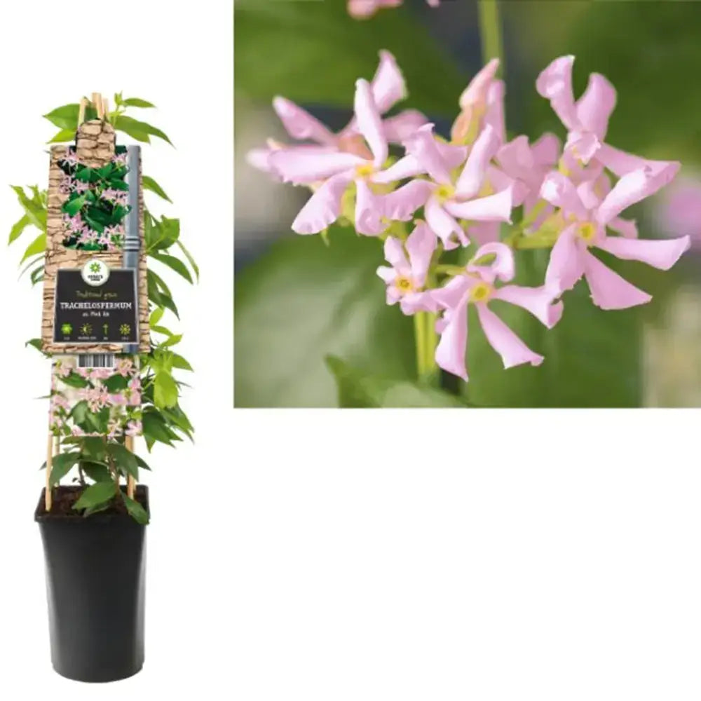 Iasomie Pink Air, planta cataratoare parfumata cu flori roz si frunzis vesnic verde