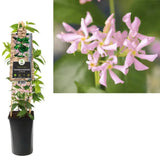 Iasomie Pink Air, planta cataratoare parfumata cu flori roz si frunzis vesnic verde