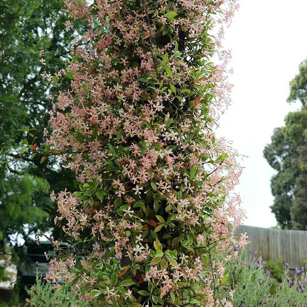 Iasomie Pink Air, planta cataratoare parfumata cu flori roz si frunzis vesnic verde