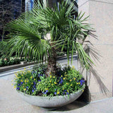 Палма ветрилна Trachycarpus Fortunei 180 см
