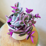 Tradescantia Albiflora Nanouk - 15 cm