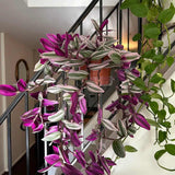 Tradescantia Albiflora Nanouk, 15 cm, planta de interior curgatoare, cu frunze roz-verde