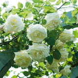Trandafir Catarator alb-galbui Lemon Pillar, parfum de citrice