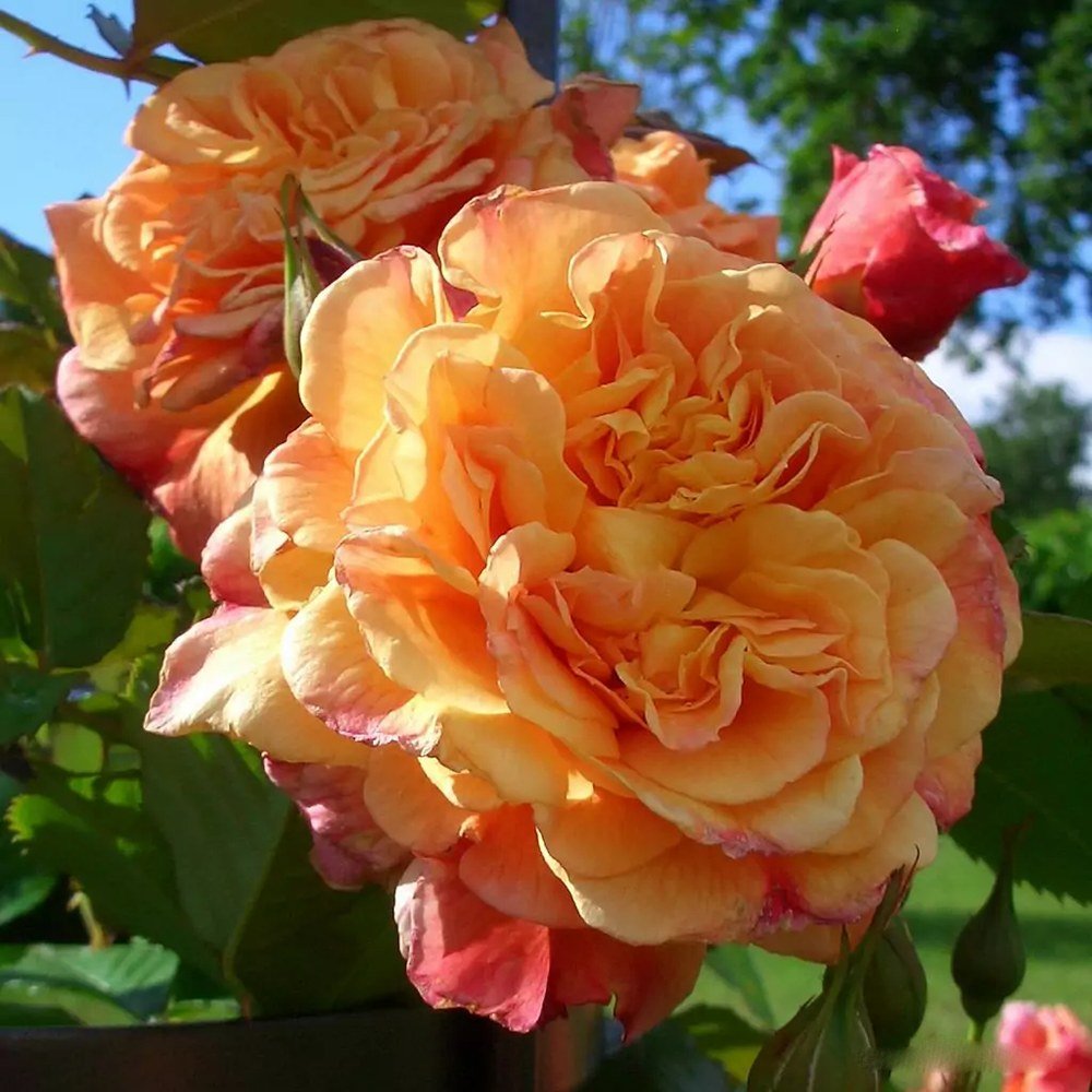 Trandafir Catarator apricot Aloha, parfum intens