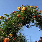 Trandafir Catarator apricot Aloha, parfum intens