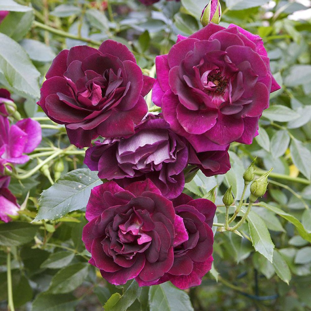 Trandafir Catarator rosu-purpuriu Burgundy Rambler, parfum de martipan