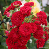 Trandafir Catarator rosu Crimson Siluetta, inflorire repetata