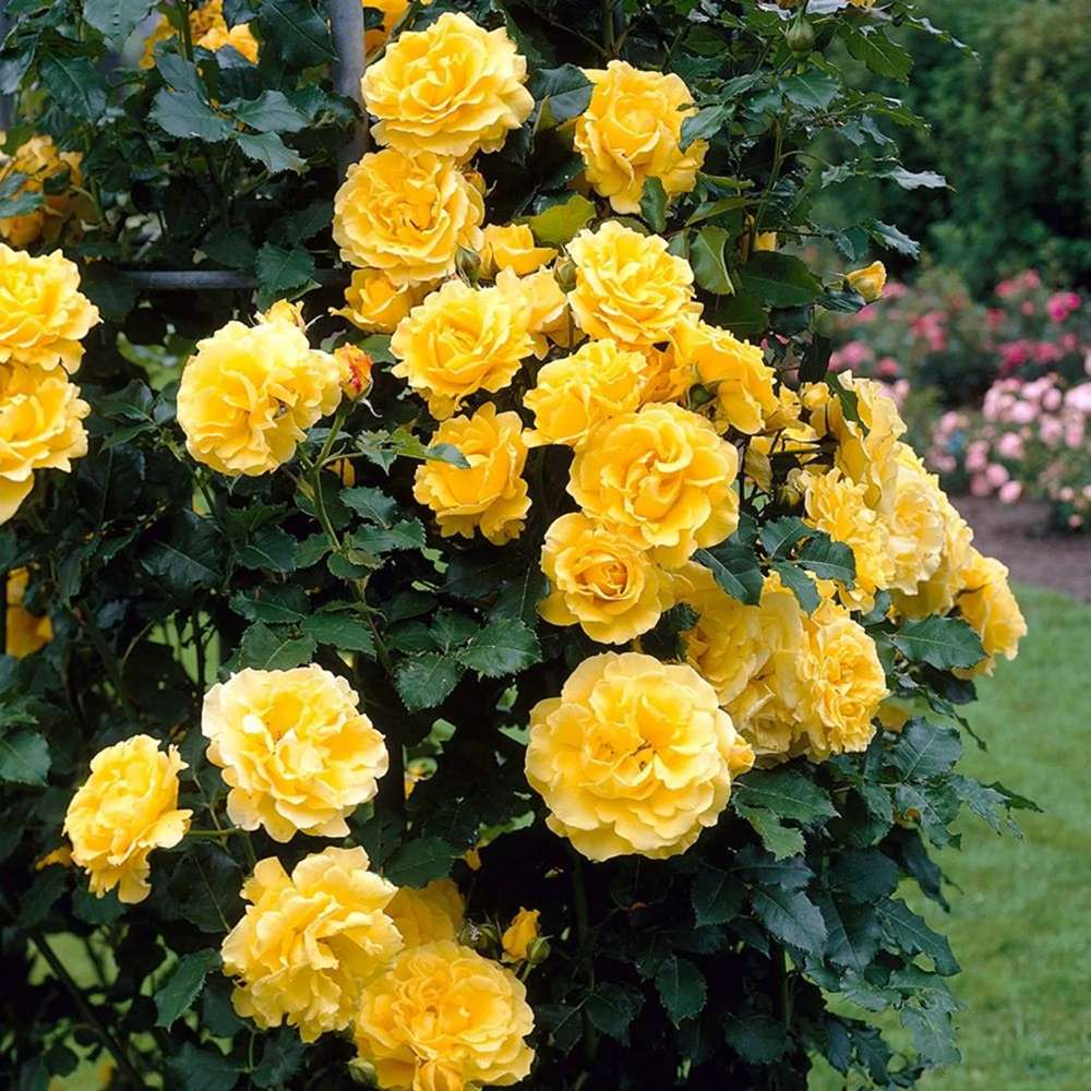 Trandafir Catarator galben Golden Parfum, inflorire repetata