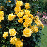 Trandafir Catarator galben Golden Parfum, inflorire repetata