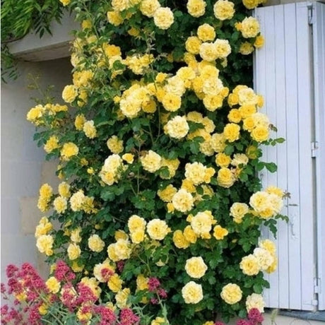 Trandafir Catarator galben Golden Parfum, inflorire repetata