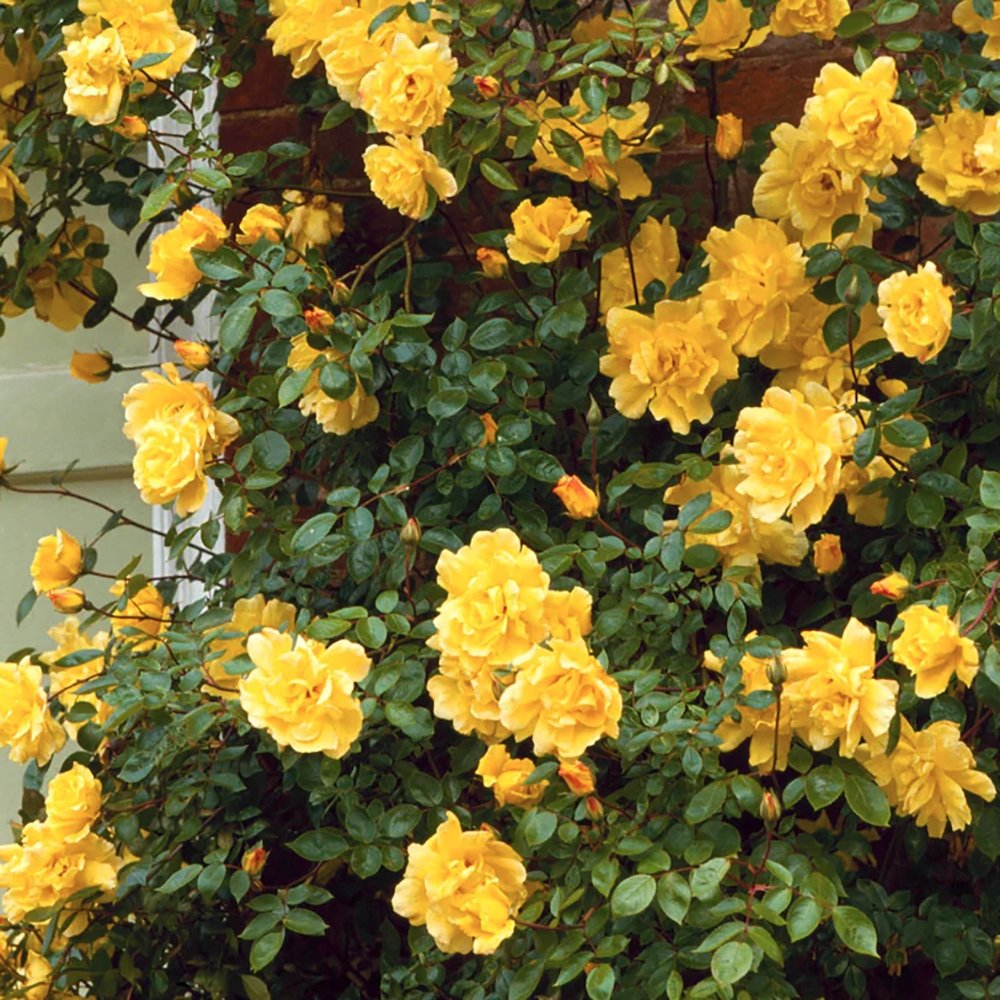 Катерлива роза Yellow Golden Showers, многократен цъфтеж