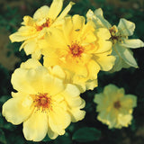 Trandafir Catarator Galben Golden Showers, inflorire repetata