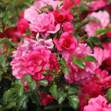 Trandafir Catarator fucsia Heidetraum, inflorire repetata