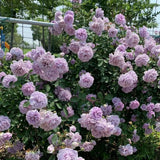 Trandafir Catarator lavanda-liliachiu Sandra Renaissance, parfum puternic