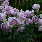 Trandafir Catarator liliachiu-albastru Saphir, inflorire repetata