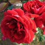 Trandafir Catarator Rosu-Grena Musimara, inflorire repetata