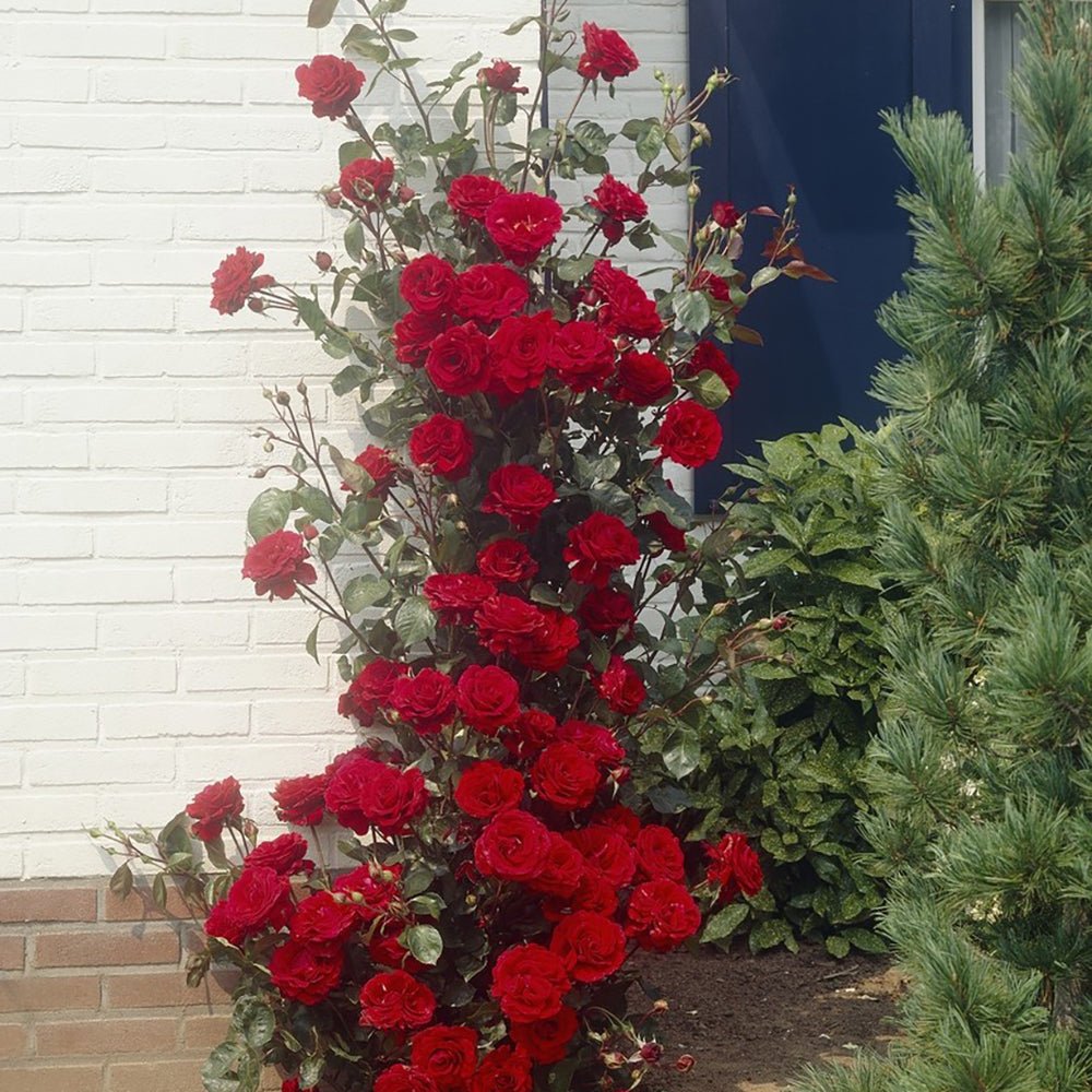 Trandafir Catarator Rosu-Grena Musimara, inflorire repetata