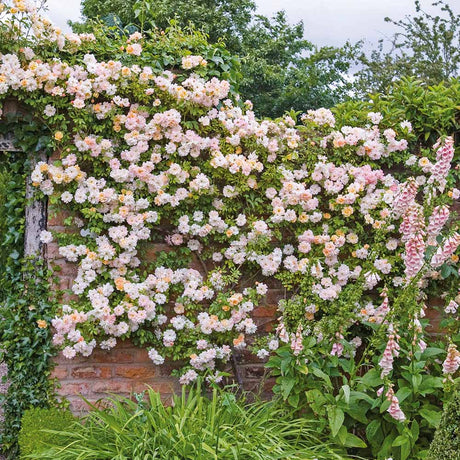 Trandafir catarator roz-crem New Dawn, parfum intens