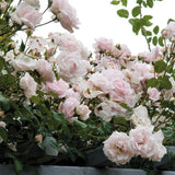 Trandafir catarator roz-crem New Dawn, parfum intens