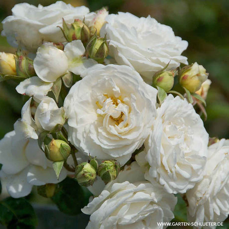 Trandafir Catarator alb-creme Perfume Dreams, inflorire repetata si parfum puternic