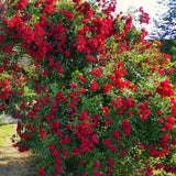 Trandafir Catarator rosu Rambling Rose, inflorire repetata