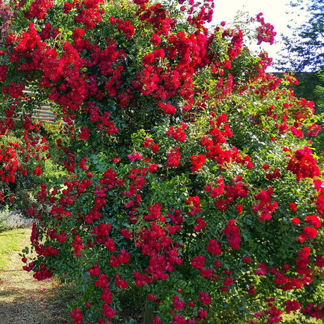 Trandafir Catarator rosu Rambling Rose, inflorire repetata