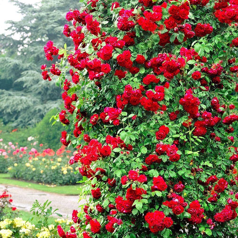 Trandafir Catarator rosu Scarlet Climber, inflorire repetata