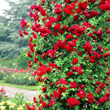 Trandafir Catarator rosu Scarlet Climber, inflorire repetata