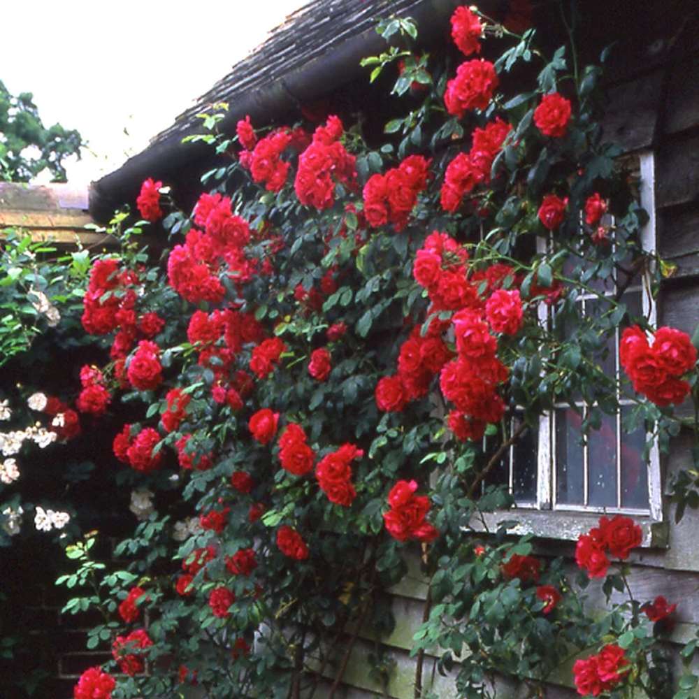 Trandafir Catarator rosu Scarlet Climber, inflorire repetata
