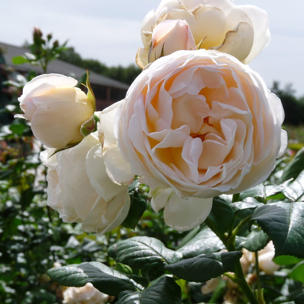 Trandafir Catarator alb-creme-roz Uetersener Klosterrose, inflorire repetata, parfum dulce