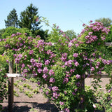 Trandafir Catarator albastru-violet Veilchenblau, inflorire repetata