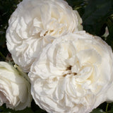 Trandafir Catarator alb White Angel, inflorire repetata