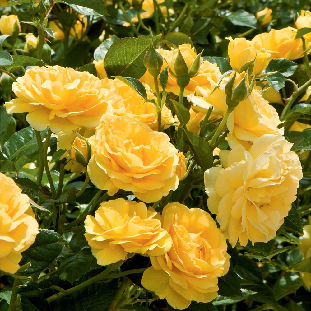 Trandafir Pomisor galben Absolutely Fabulous, inflorire repetata