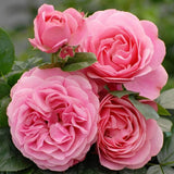 Trandafir Pomisor roz-inchis Leonardo Da Vinci, inflorire repetata