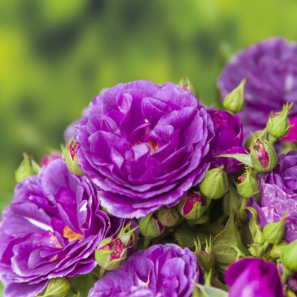 Trandafir Pomisor violet Minerva, parfum intens