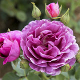 Trandafir Pomisor violet Minerva, parfum intens