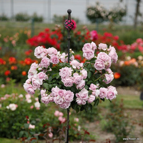 Trandafir Pomisor liliachiu Nautika, inflorire repetata