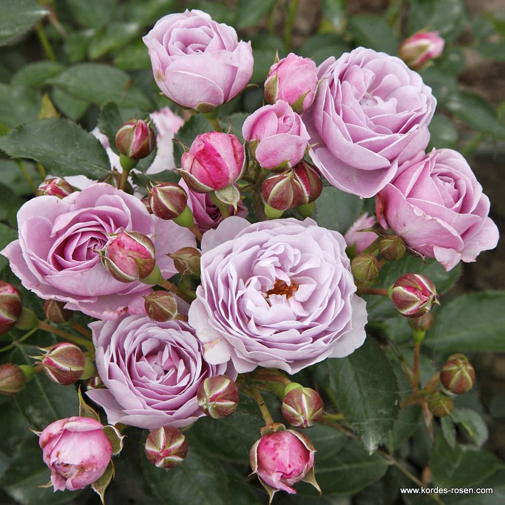 Trandafir Pomisor liliachiu Nautika, inflorire repetata