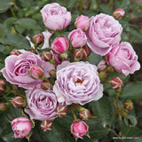 Trandafir Pomisor liliachiu Nautika, inflorire repetata