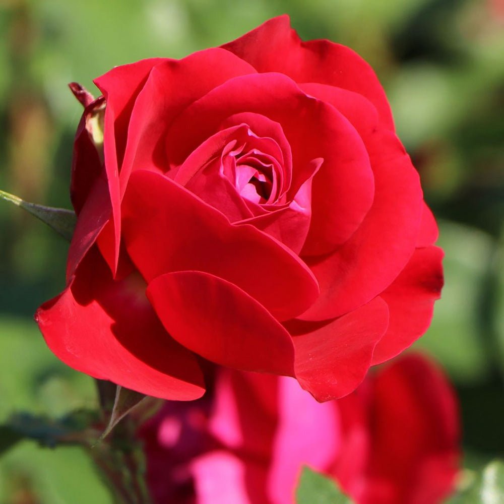 Trandafir Pomisor rosu Red Meilove, inflorire repetata