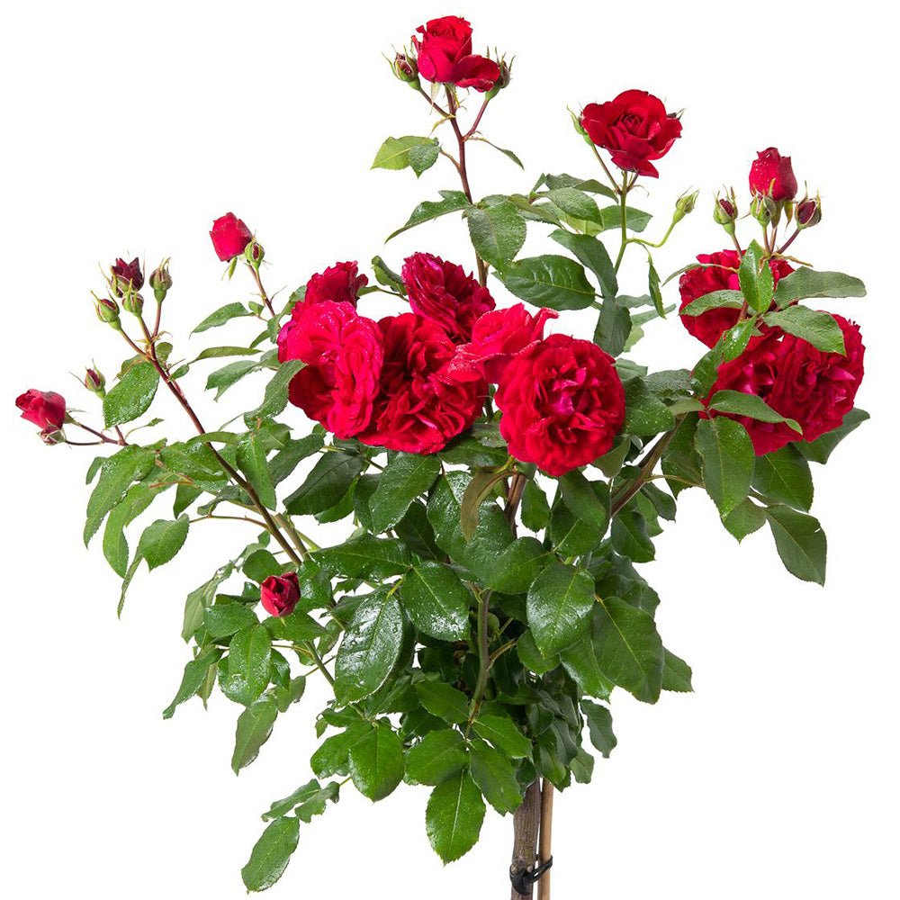 Розово дръвче Red Meilove, повтарящ цъфтеж