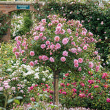 Trandafir Pomisor roz Rose Meilove, inflorire repetata