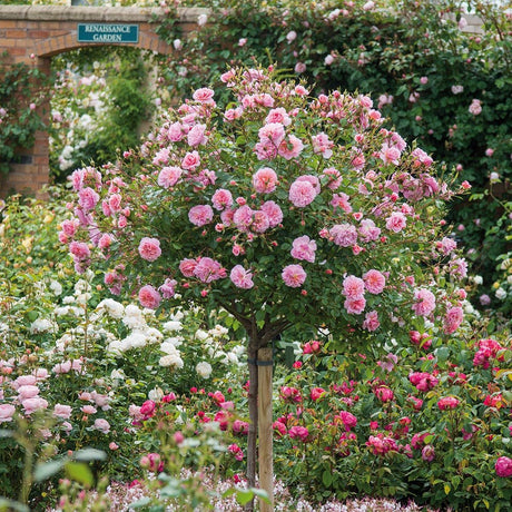 Trandafir Pomisor roz Rose Meilove, inflorire repetata