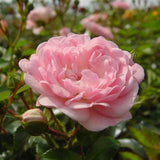 Трендафил дръвче розов Rose Meilove, повтарящ цъфтеж