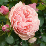 Трендафил дръвче розов Rose Meilove, повтарящ цъфтеж