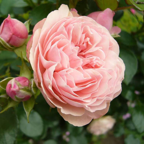 Trandafir Pomisor roz Rose Meilove, inflorire repetata