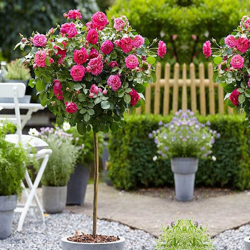 Trandafir Pomisor roz-inchis Royal Pink, inflorire repetata