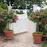 Trandafir Pomisor rosu Royal Red, inflorire repetata